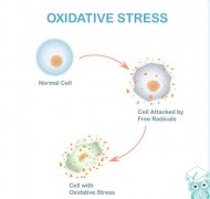 短期补充氢分子对健康成年人运动诱导氧化应激影响的系统综述和meta分析
