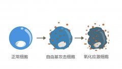 氢气的多器官组织氧化损伤保护作用及其应用研究