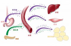 氢分子调节2型糖尿病血糖代谢和胰岛素抵抗的临床应用与机制研究
