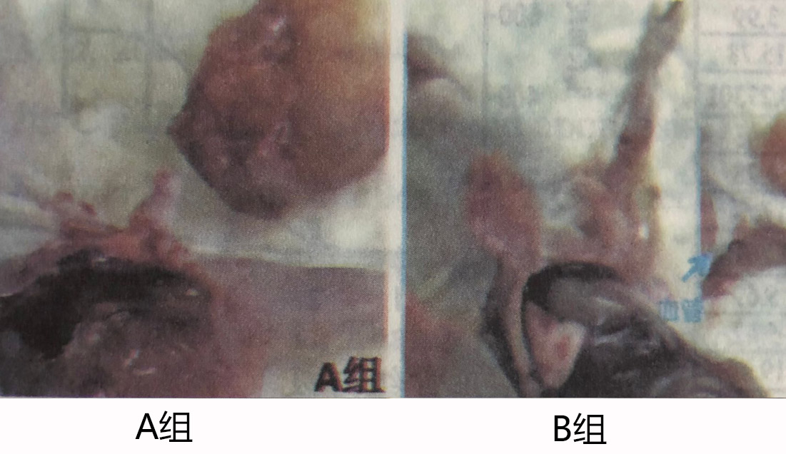 【实验】氢气对肿瘤形成的影响，正常组和吸氢组对比