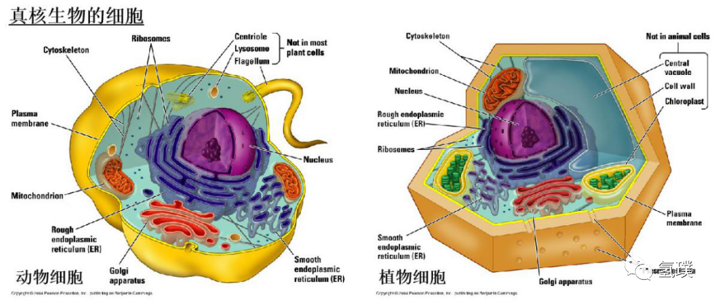 马雪梅教授谈氢气生物学机理（3）：氢气是推动真核生物进化的关键