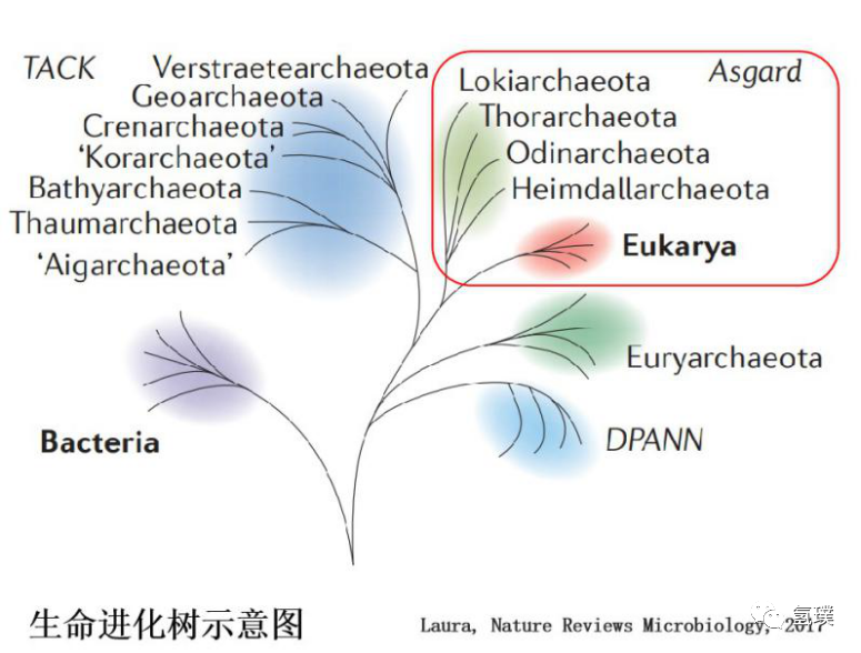 马雪梅教授谈氢气生物学机理（3）：氢气是推动真核生物进化的关键
