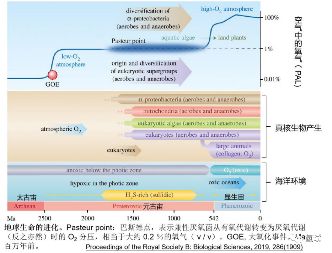 马雪梅教授谈氢气生物学机理（3）：氢气是推动真核生物进化的关键